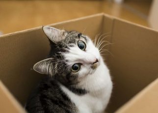 A Guide To Moving With Your Dog